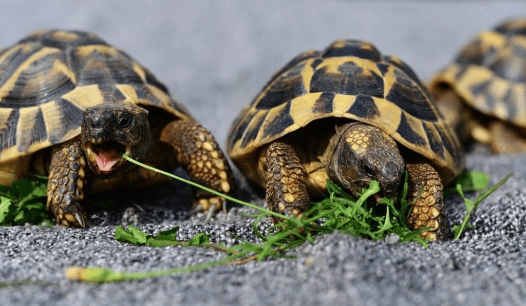 anfibios y reptiles en inglés