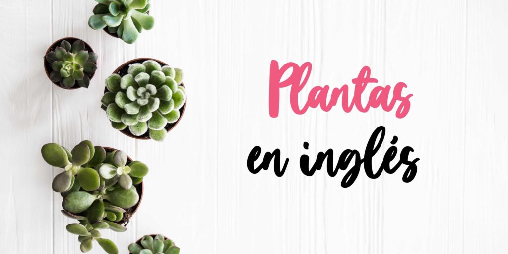 plantas en inglés