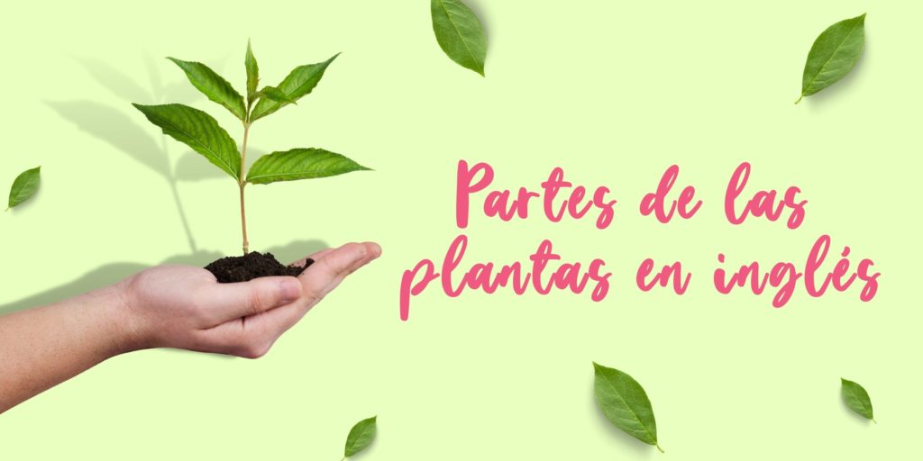 plantas en inglés