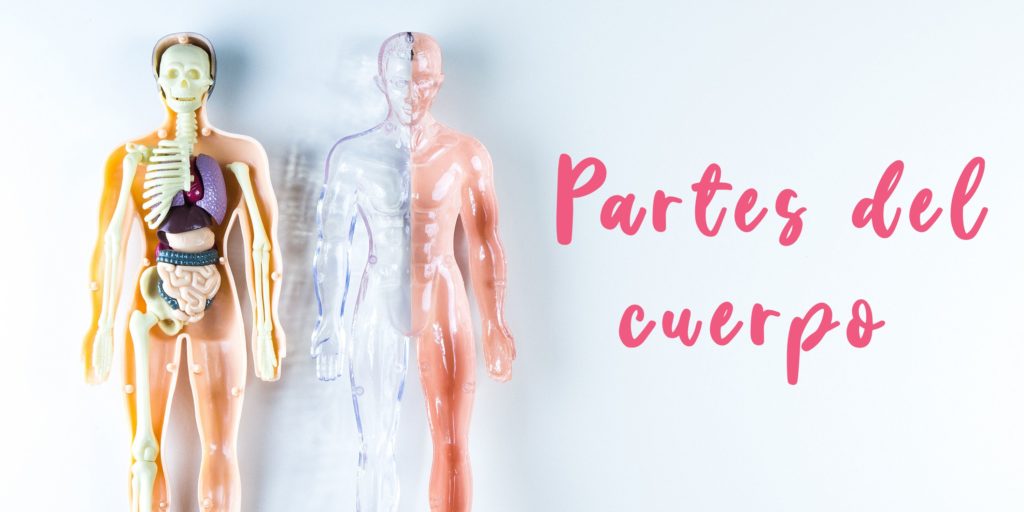 partes del cuerpo en inglés